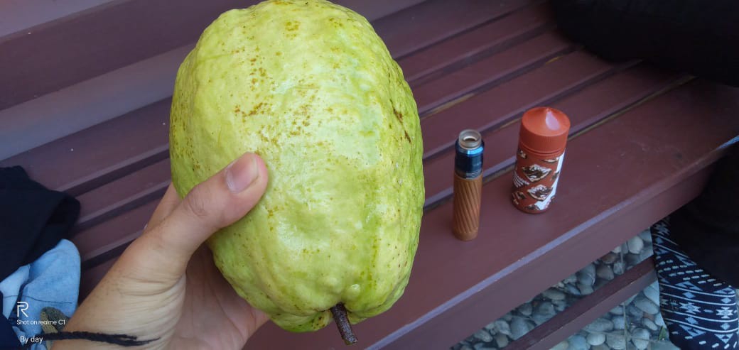 Koko Jarum Kombinasi Emas Prada