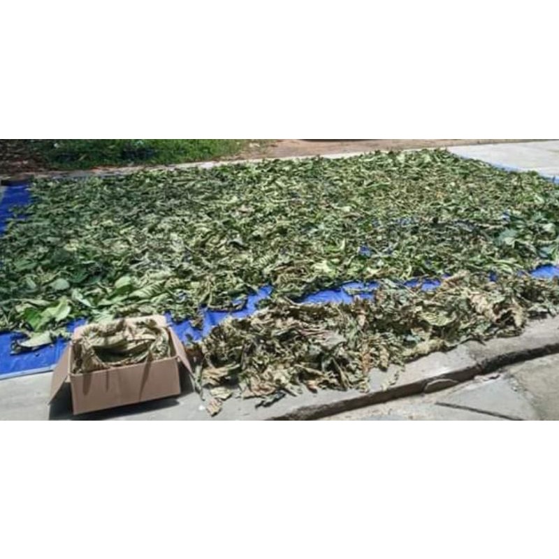daun simpur/simpu