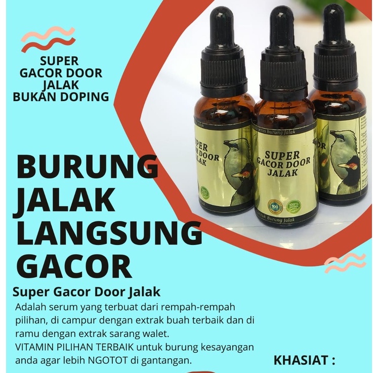penggacor burung jalak super gacor door jalak juara gantangan