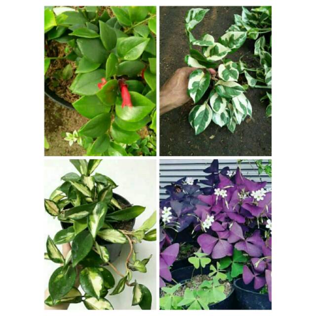 Paket 4 Jenis tanaman gantung