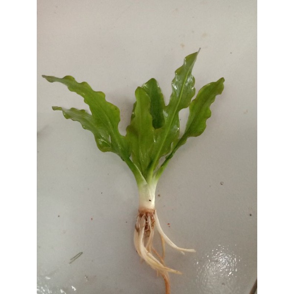 Echinodorus martii/major emersed tanaman aquascape