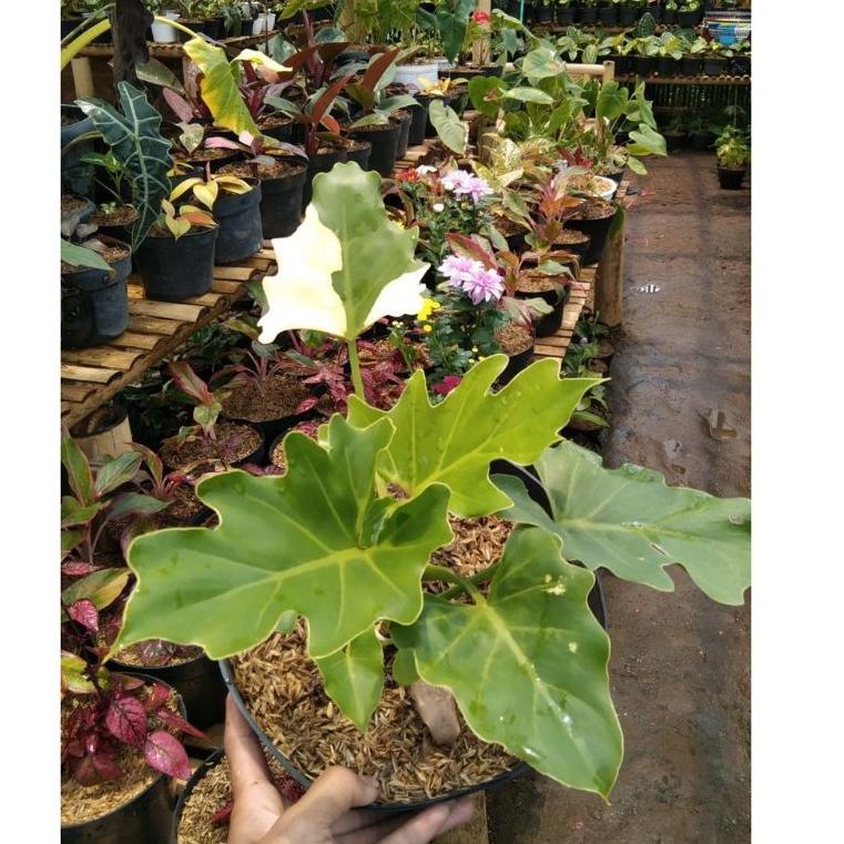 Harga Promo❅➙ Tanaman Hias Philodendron Selloum Varigata Putih 72 ➙