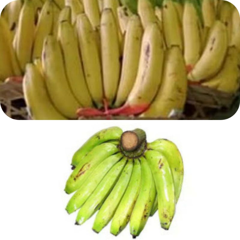 

PISANG SEGAR