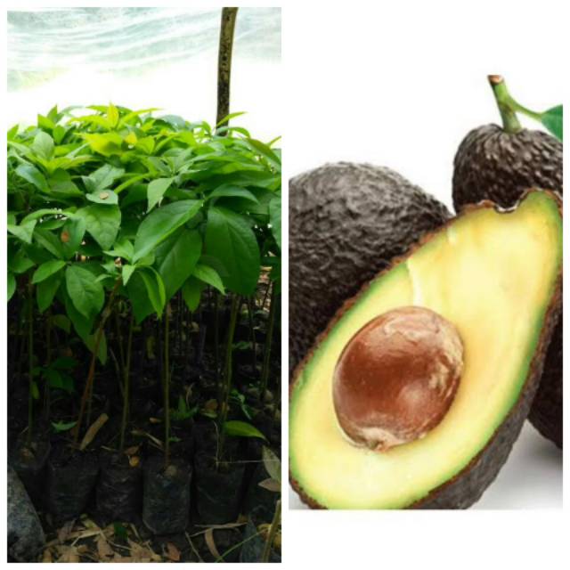 Bibit alpukat hass