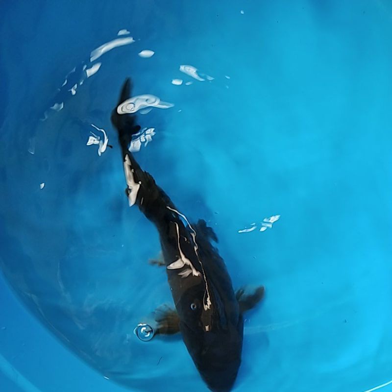 IKAN KOI HAJIRO BLITAR 20-22 CM