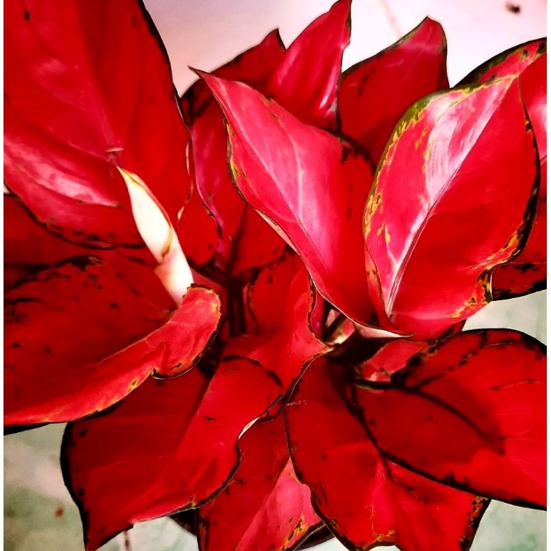 Aglonema Red Anjamani Merah Rumpun Perfect | Bunga Aglonema Red Anjamani