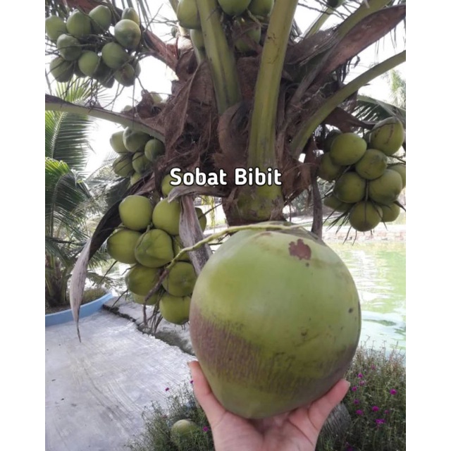 Bibit Kelapa Pandan Wangi
