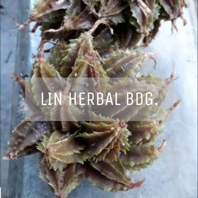 

buah renggak hanggasa wresah matang per 300 grm