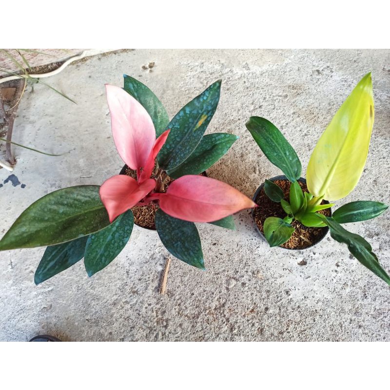 Paket Hemat Philo Katak Varigata dan Philo Pink Congo