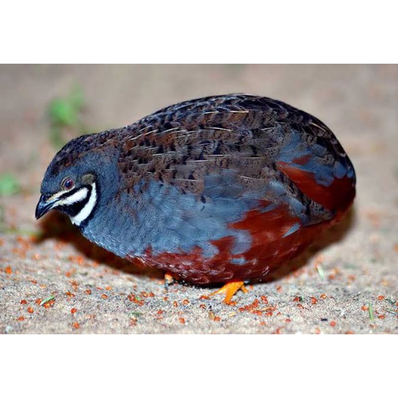 Jual Burung Puyuh Batu | Shopee Indonesia