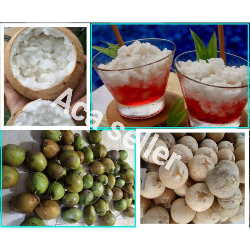 

Kelapa Kopyor Asli 100% ( poan ) Murah Garansi
