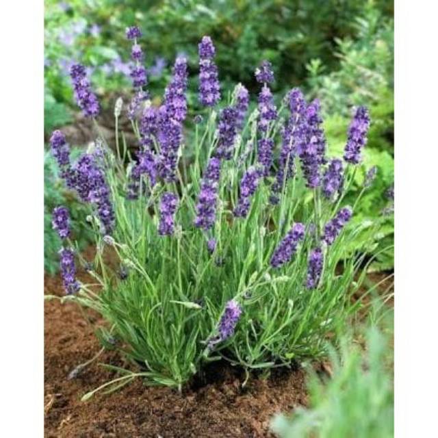  tanaman  lavender  ASLI  bkan angelonia Shopee Indonesia