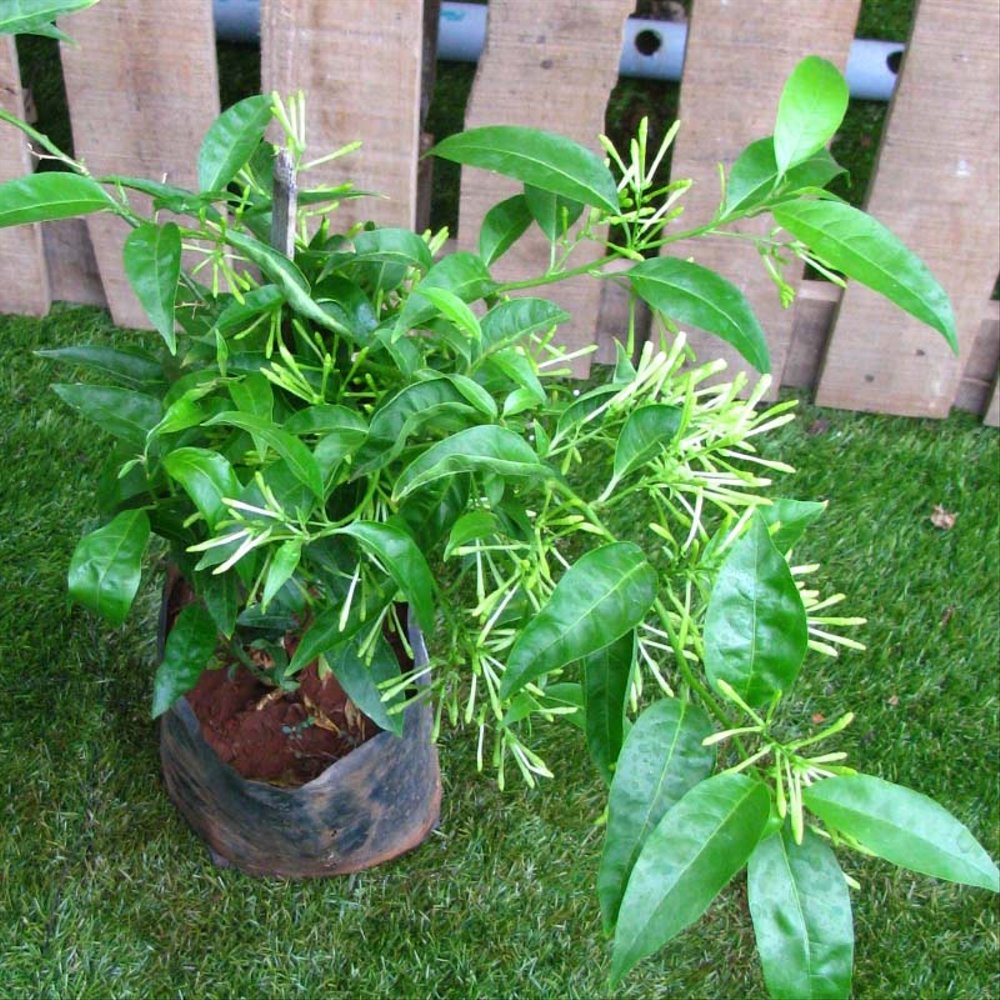 Bibit Tanaman Bunga Arumdalu / Night Blooming Jasmine