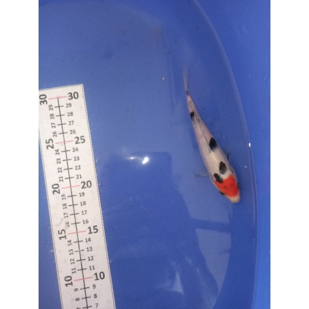 Ikan koi tancho sanke blitar