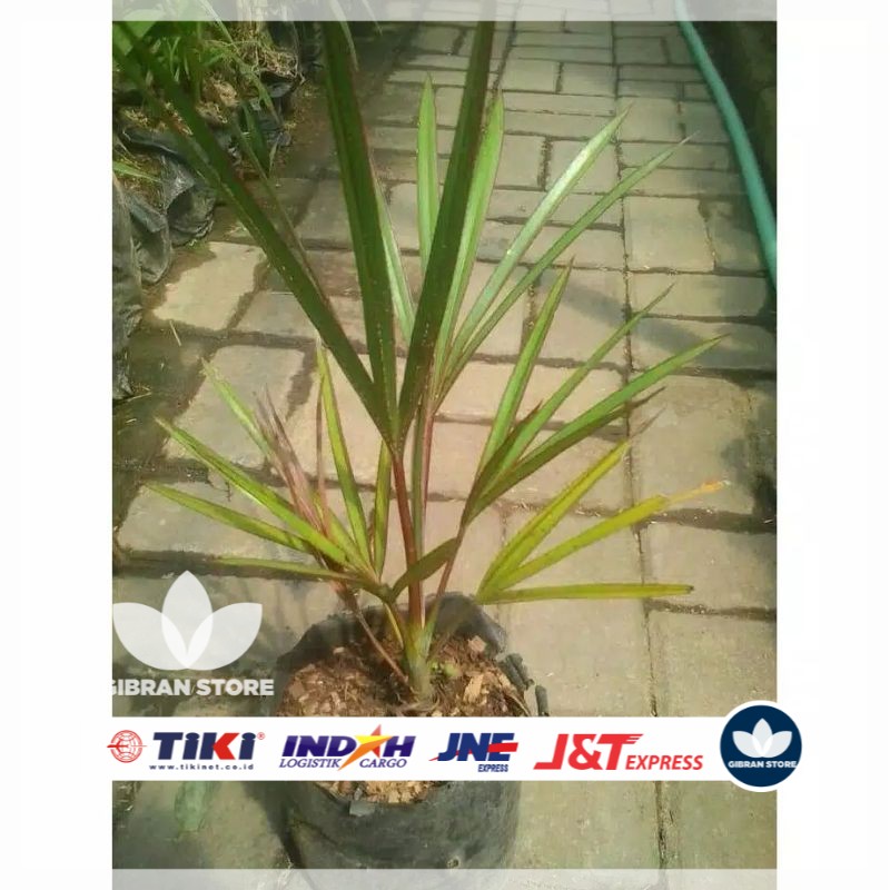 bibit tanaman hias palem anggur merah 30cm bibit buah