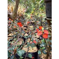 bunga eforbia tanpa duri/pakan lebah