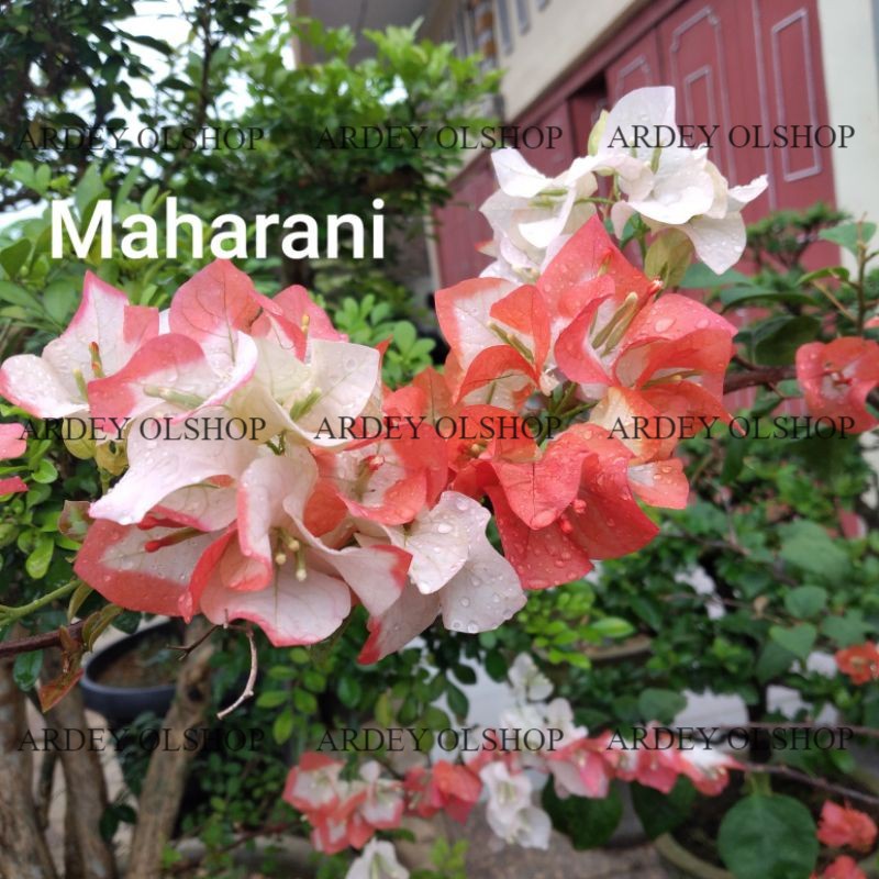 Bougenville Maharani Id Import