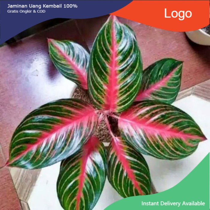 HOT!!! (NEW) BIBIT BONGGOL aglonema red borju murah!