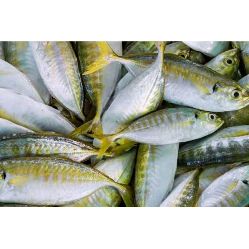 

Ikan Selar Segar 1000grm + Bumbu ikan ( siap goreng/ bakar)