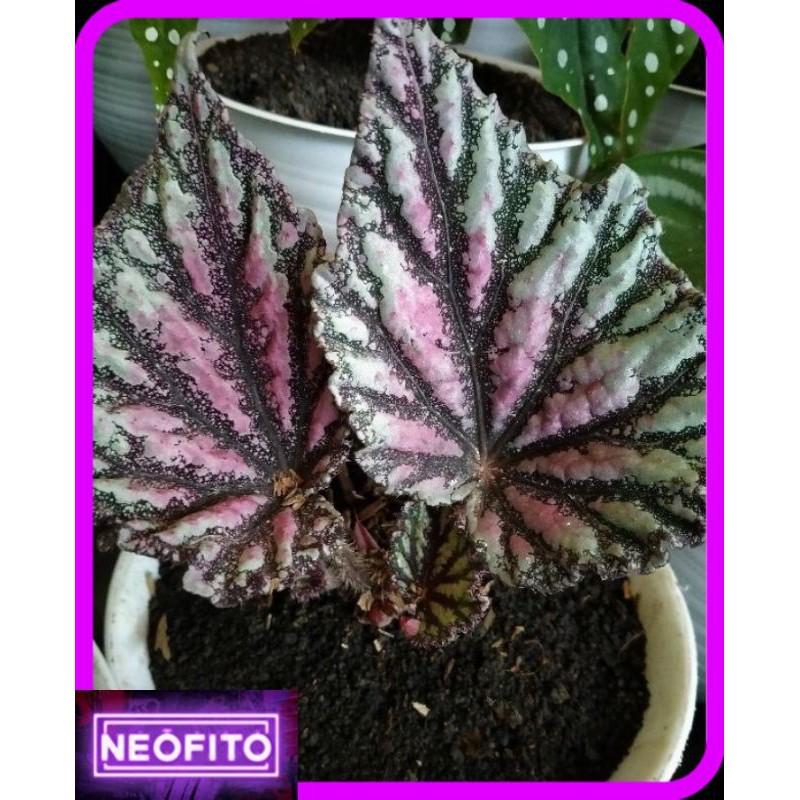 BEGONIA REX SILVER