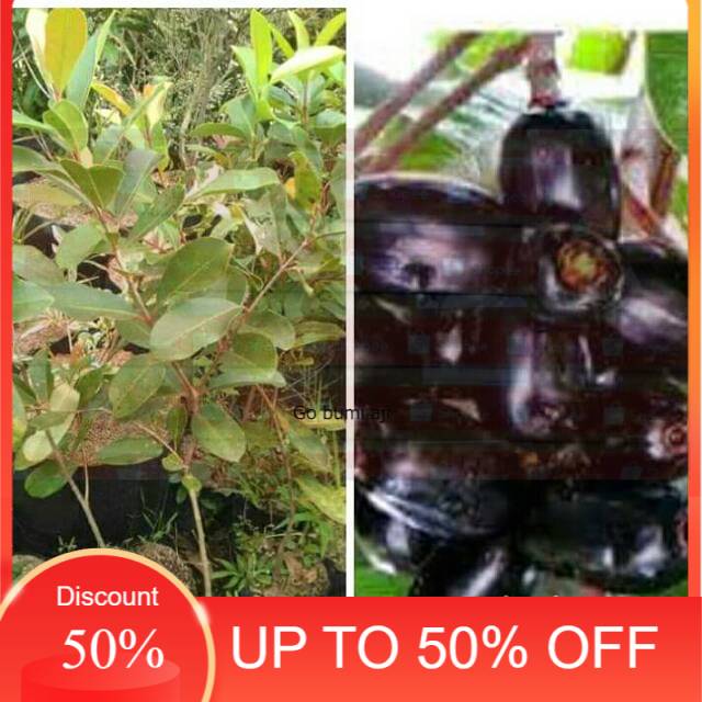 Bibit buah juwet hitam