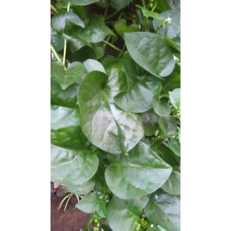 

tanama herbal gendola