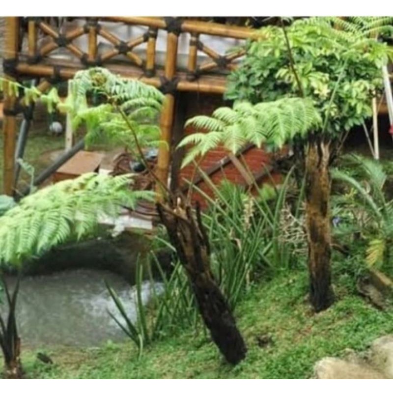 Bibit pakis monyet tinggi 50cm