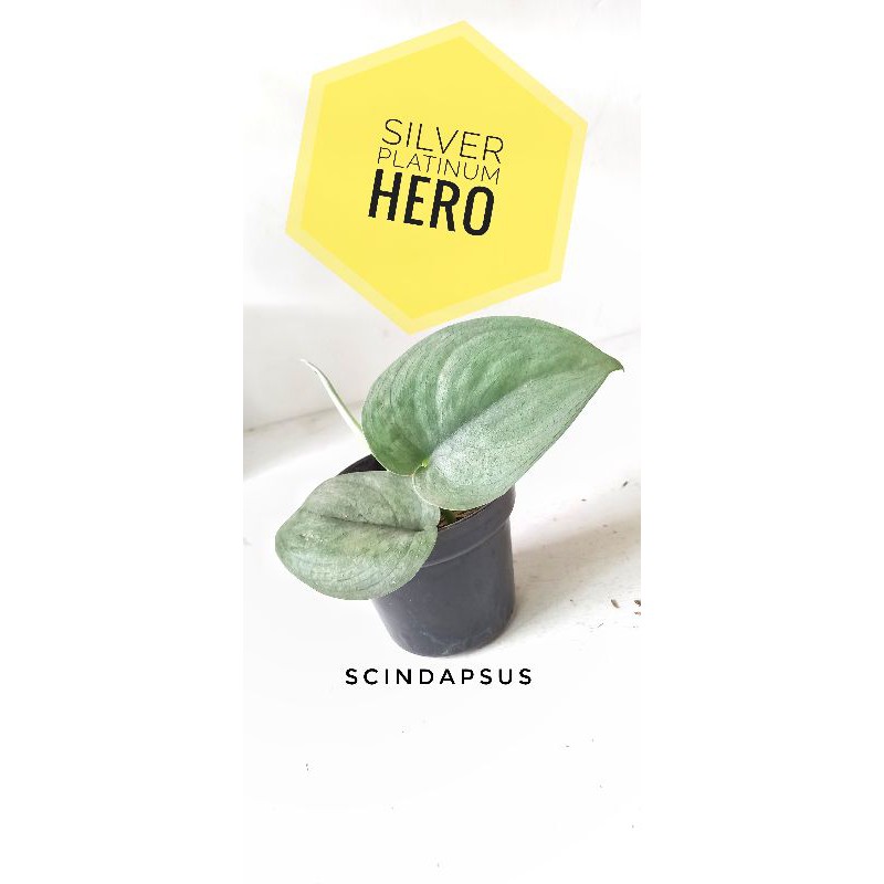 Scindapsus Silver Platinum Hero