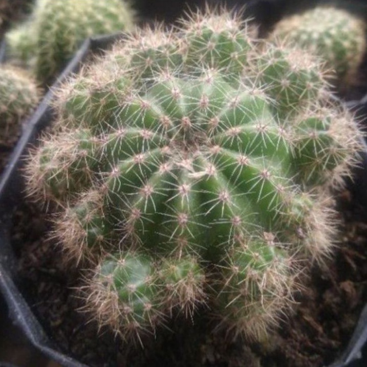 kaktus sangul banyak anak/kaktus murah/kaktus pasaman/kaktus ownroot