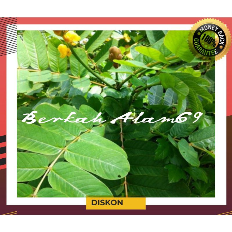 

100 Lembar Daun Ketepeng/daun kimanila segar