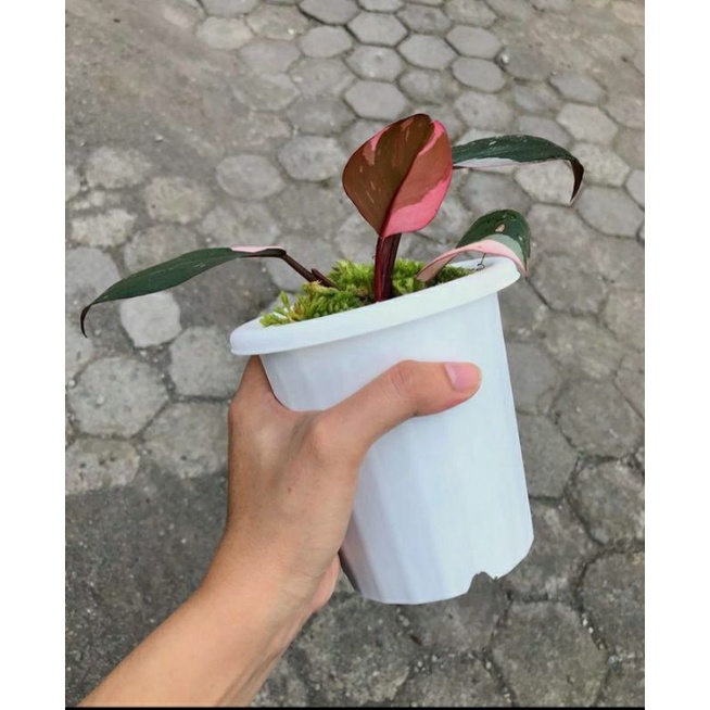 Philodendron Pink Princes asli bonggol siap tumbuh
