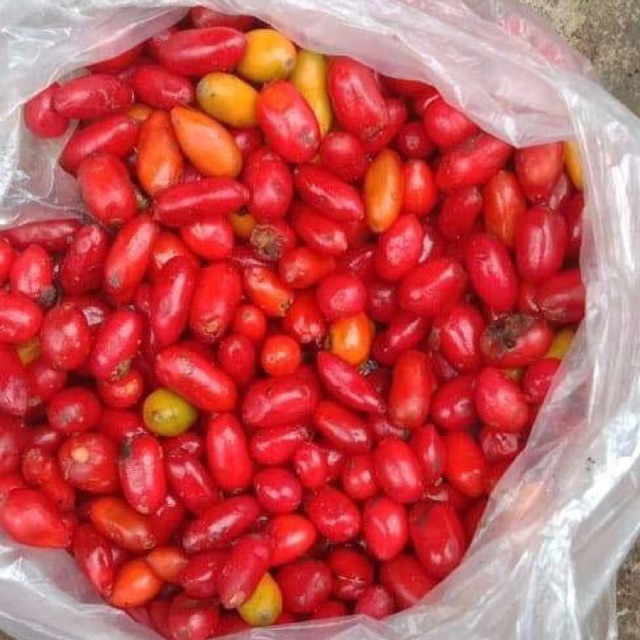 Biji Aglaonema pictum campur tricolor bicolor rotundum