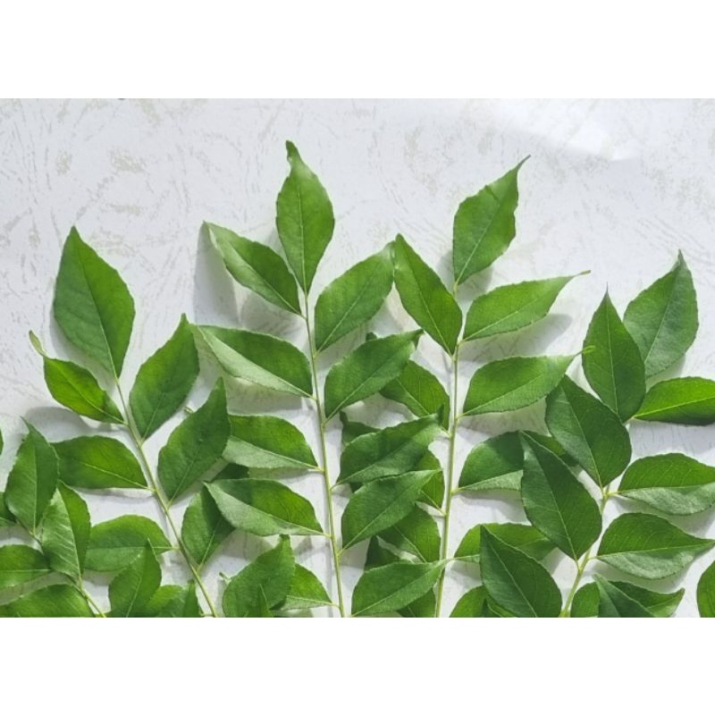 

Daun Kari Segar / Daun Salam Koja Segar / Fresh Curry Leaves Organic