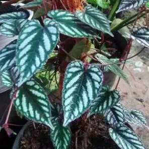 jenis tanaman hias sirih keraton