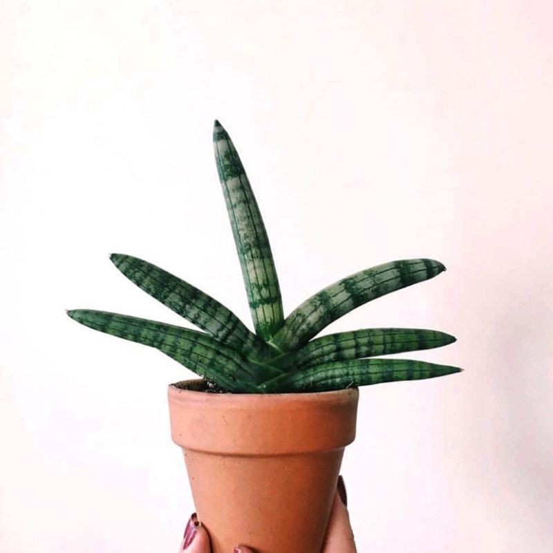 sansivera boncel cylindrica lidah mertua mini silinder