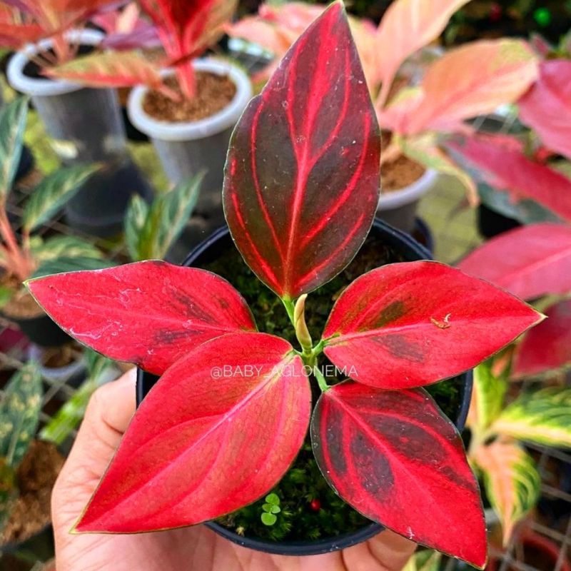 Aglonema rotundum tiger mutasi cantik || BUKAN BONGGOL - tanaman hias hidup - bunga hidup - bunga ag