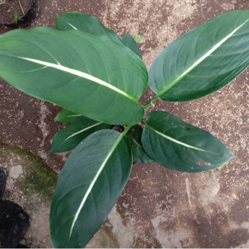 Sri Rejeki Hijau Bergaris Putih