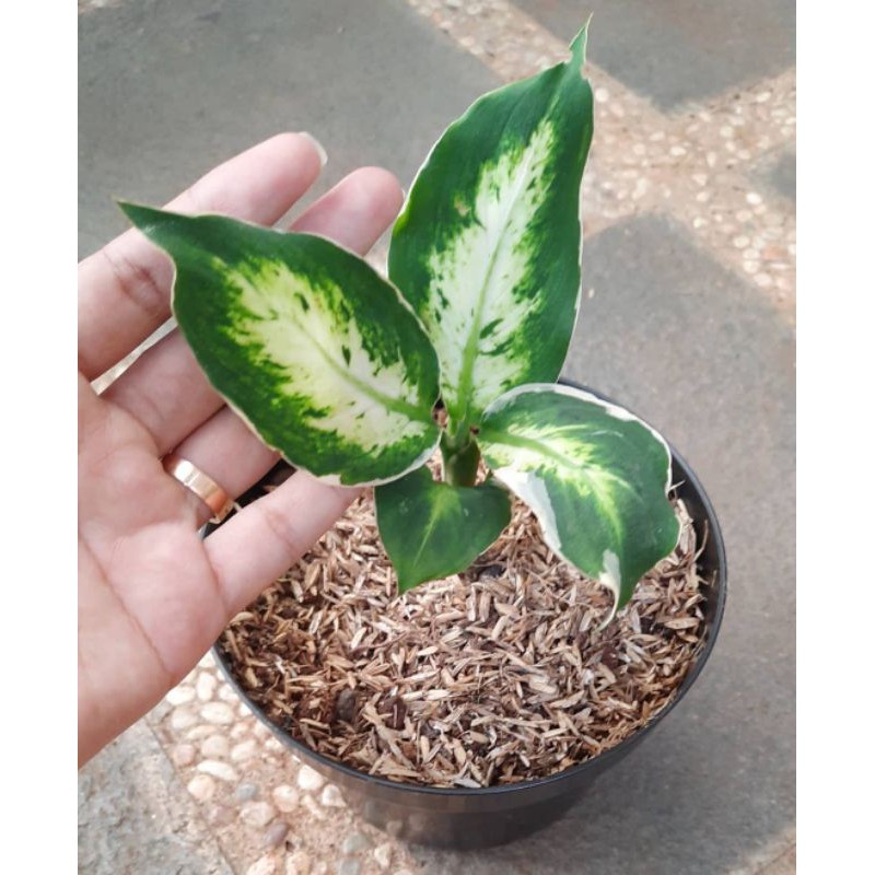 Blanceng susu | Blanceng tisu bulan | Tanaman hias agloenema blanceng