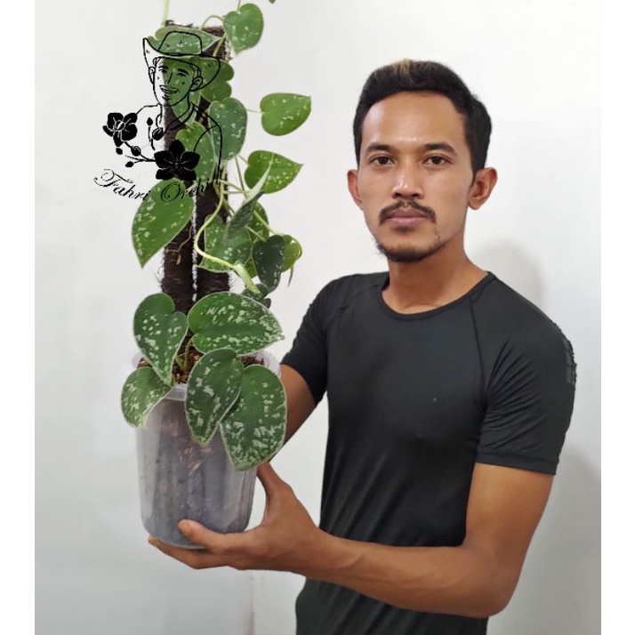 FahriOrchid - Scindapsus Silver Anne