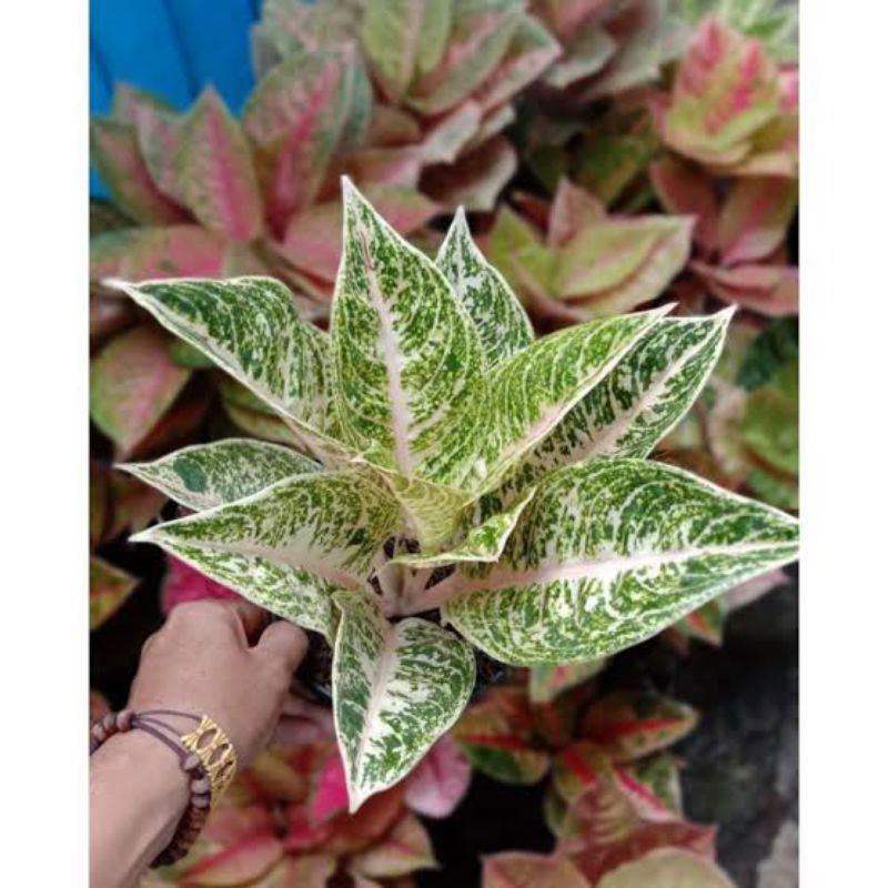 TUNAS aglonema mutiara alba. tanian sendiri real id