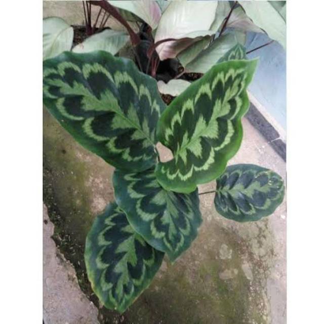 Tanaman Hias Calathea  Peacock Calathea  Merak Shopee 