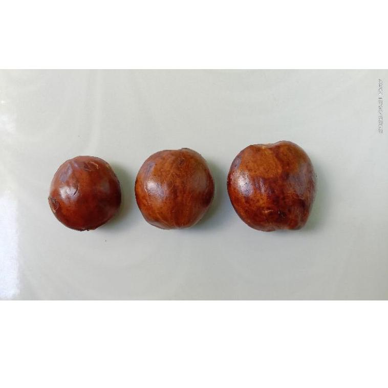 

㊓ Jengkol/jengkol tua/jengkol ketan punel. ヺ