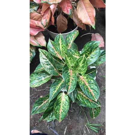 Aglaonema Serena rumpun isi 10 pohon