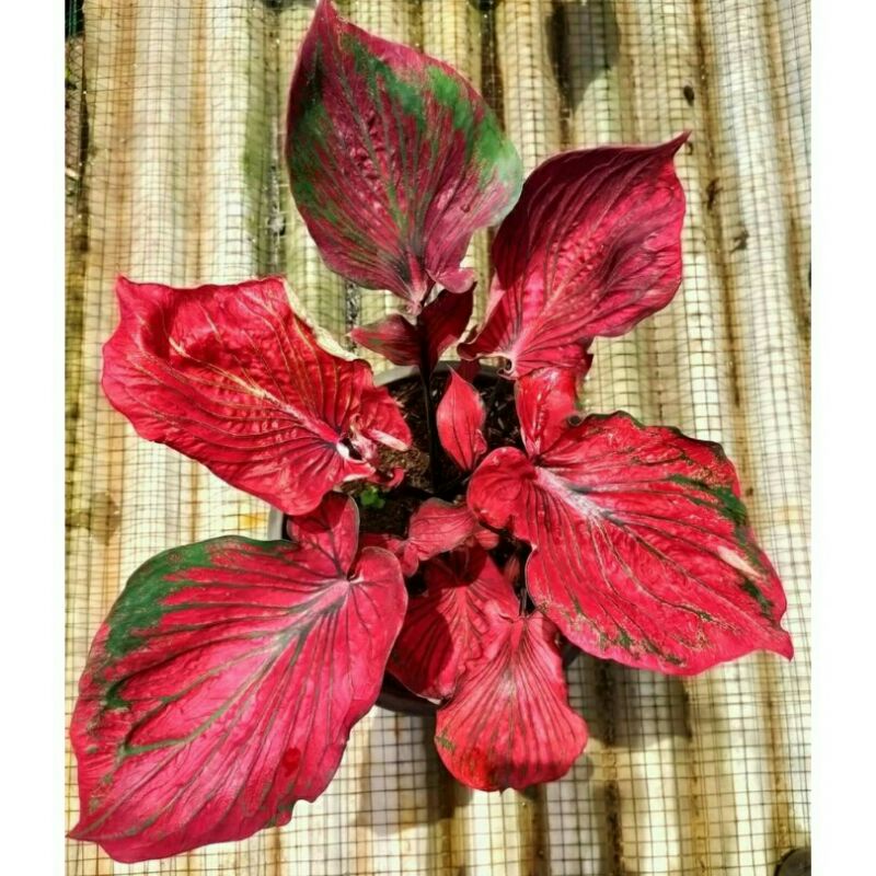 tanaman hias umbi caladium nagasaki keladi hias thailand