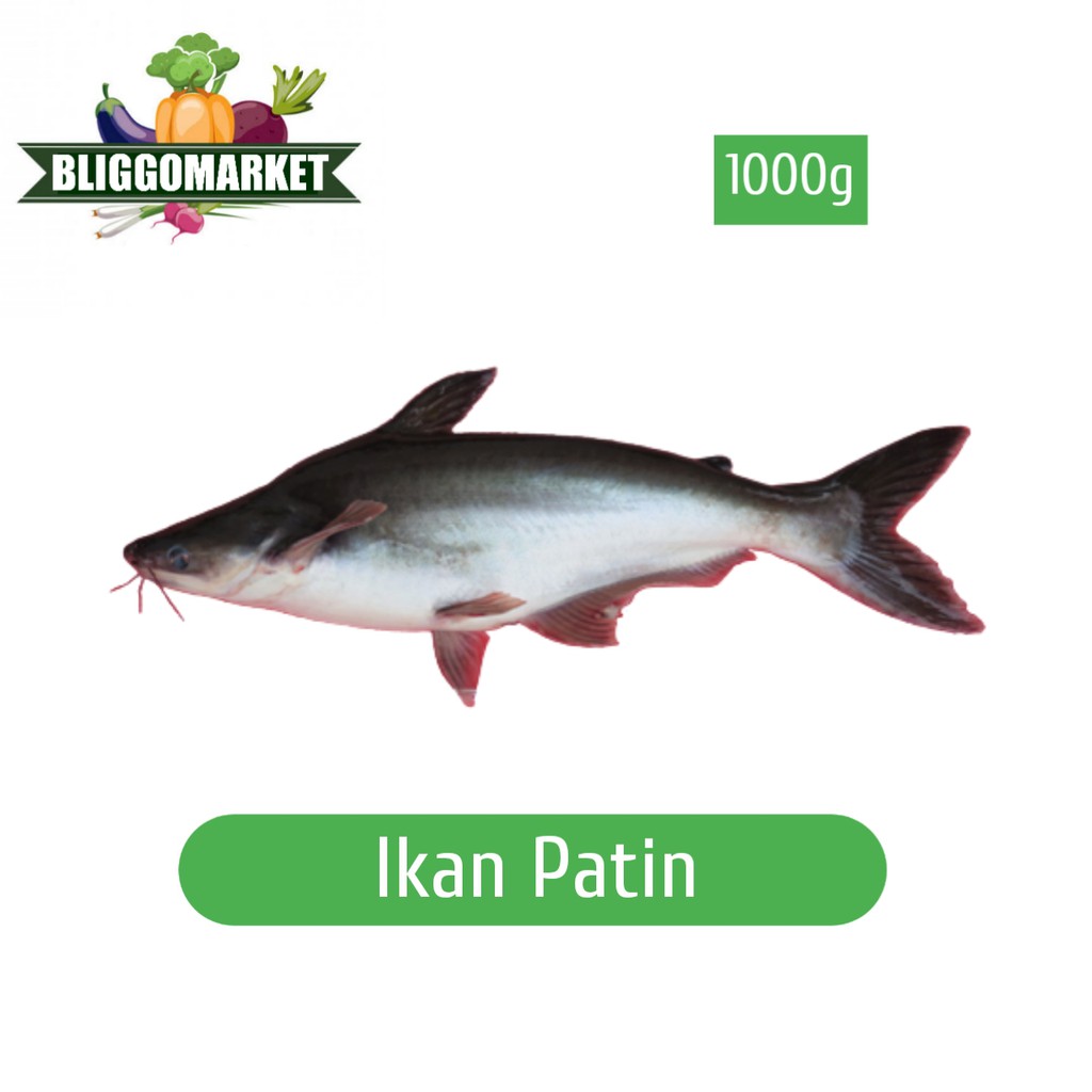 

Ikan Patin -/+ 1000g 3/2ekor