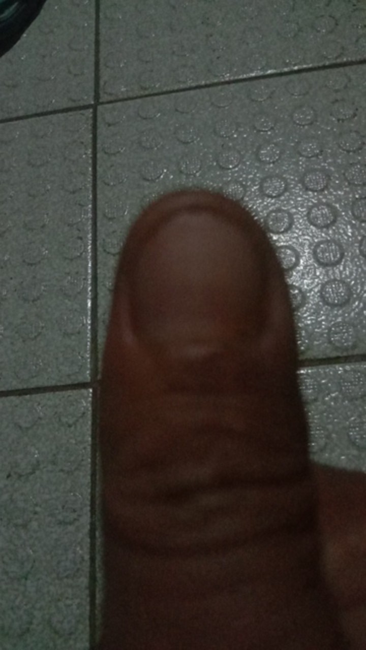 Tanaman Hias Miana / 39 / Jawer Kotokok / Coleus / Iler