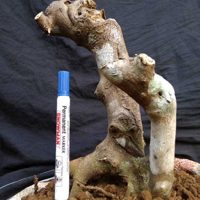 Bahan bonsai kaliandra lokal