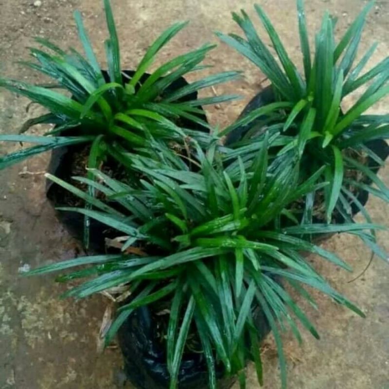 Tanaman Hias Kucai Mini / Pohon Hias Kucai Mini / Kucai Mini