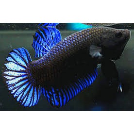 Cupang Bagan Adu Besar