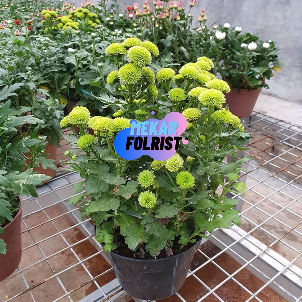 Bunga Krisan Hijau Hidup Tanaman Hias Bunga Krisan Sudah Berbunga Murah Siap Kirim